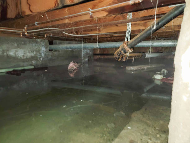 Best Mold removal after water damage  in North Les, AK